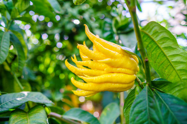 Buddhas Hand Citrus fruit fresh on tree green leaves