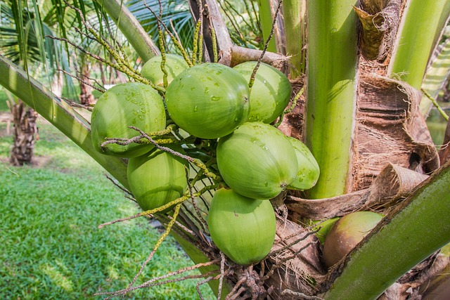 Coconut fruit with tree 