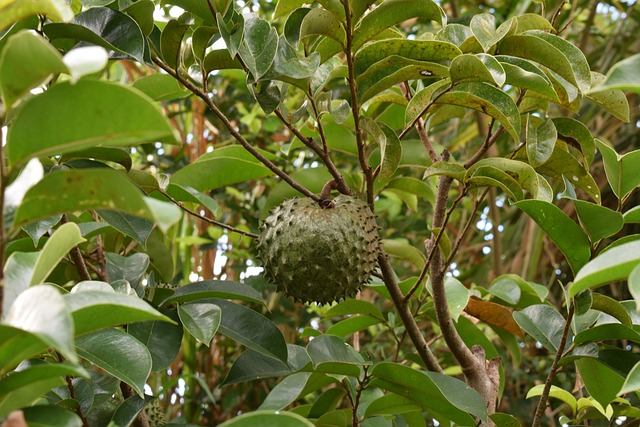 south american fruit guanabana on the tree green leave 