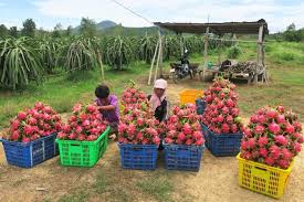 Dragon fruit farm people working harvesting 