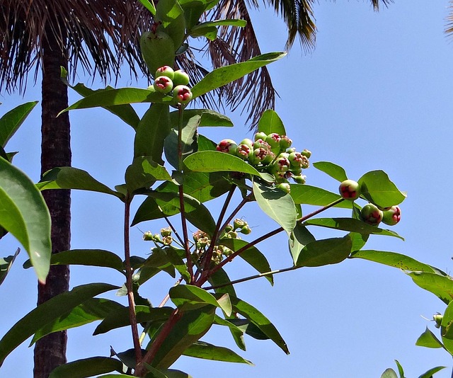 when does pomarosa bloom, a rose apple tree and open blue sky