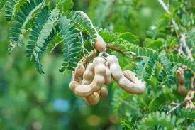 sweet tamarino fruit on the tree 