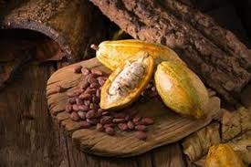 Cacao fruit
