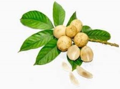 A cluster of langsat fruits with green leaves and a stem, set against a white background.