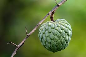 A close-up image of a sugar apple fruit hanging from a tree branch, showcasing its green, textured skin against a blurred green background.