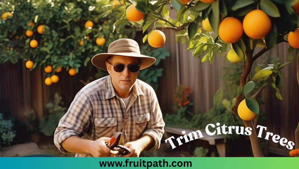 A man in a plaid shirt and hat trims citrus trees in his garden, surrounded by orange and lemon trees. The image includes the text "Trim Citrus Trees" and a website URL at the bottom.