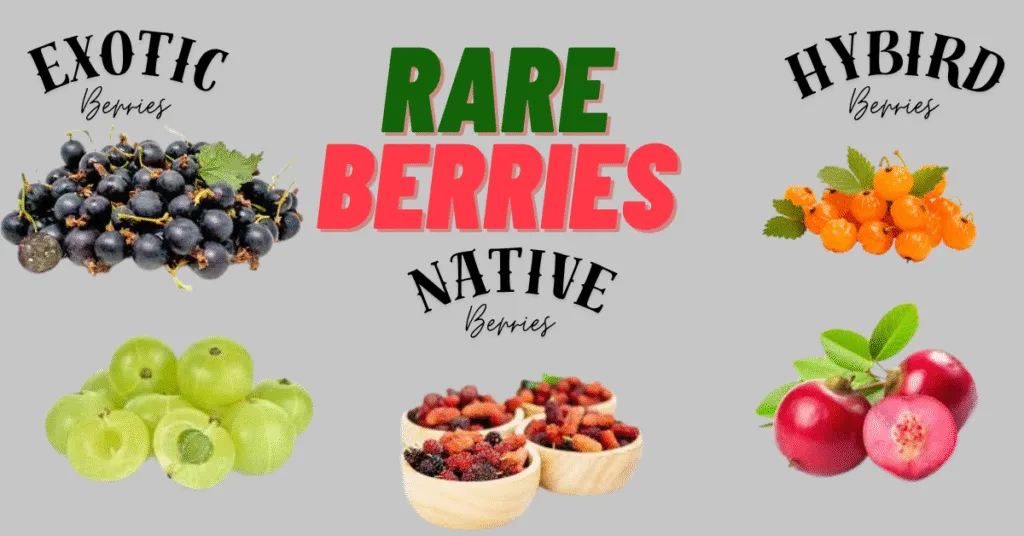 A promotional image featuring a variety of berries categorized into three sections. The left section, labeled "EXOTIC Berries," shows clusters of dark purple grapes and green gooseberries, some cut open. The middle section, labeled "RARE BERRIES NATIVE Berries" in bold green and red text, displays three wooden bowls filled with red and purple mulberries. The right section, labeled "HYBRID Berries," features clusters of orange gooseberries and red crabapples, one cut to show the inside. The background is a solid gray color.