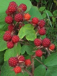 a image showing wineberries with green leaves
