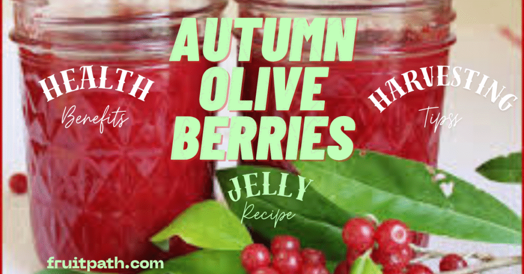A jar of red autumn olive berry jelly with fresh berries and green leaves in the foreground. The text overlay reads "AUTUMN OLIVE BERRIES JELLY Recipe" in large green letters, with "HEALTH Benefits" on the left and "HARVESTING Tips" on the right, both in white. The website "fruitpath.com" is displayed at the bottom.