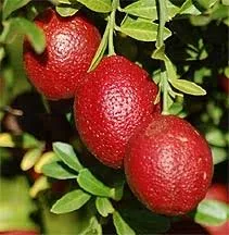 A branch bearing three ripe, red blood lime fruits with glossy skins, surrounded by lush green leaves against a natural, blurred green background.