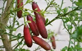 A branch with several elongated, red finger lime fruits hanging among green leaves, set against a blurred background.