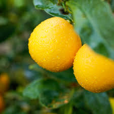 Two ripe Meyer lemons with glossy yellow skin covered in water droplets, hanging from a green leafy branch against a blurred natural background.