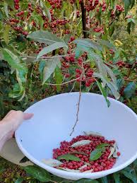 showing a hand of a person harvesting autumn olive berries