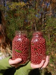 Autumn olive berries in a jar picked up by a person in his hands