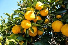 some Yuzu citrus fruits on a tree surrounding green leaves and blue sky