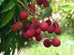 A image showing lychee fruit on the tree green leave a garden view background this is a season for lychee fruit.