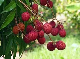 A image showing lychee fruit on the tree green leave a garden view background this is a season for lychee fruit.