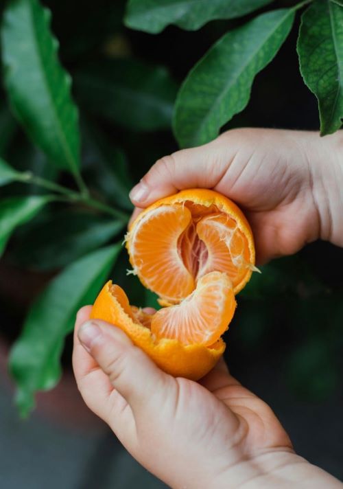 "Child peeling a fresh clementine in one long spiral — easy-peel mandarins in season from November to January, perfect for kids and snacks."
