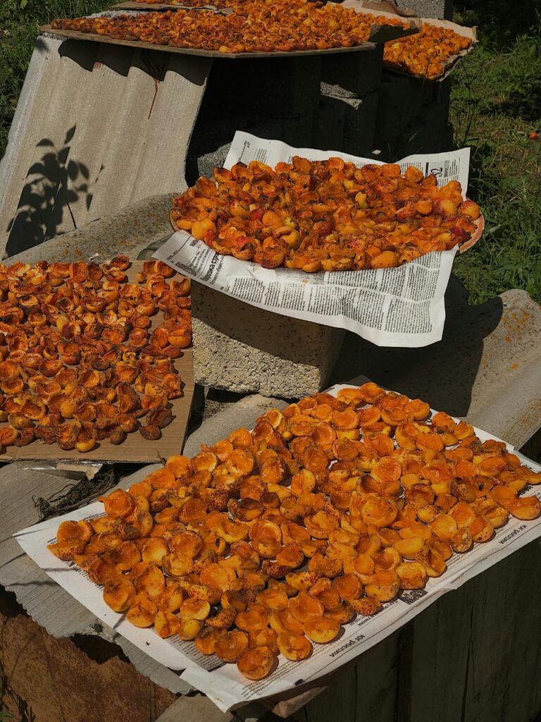 Dried apricot natural drying method four tray of dry apricots are in open space 