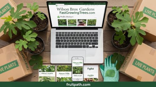 Buying fig trees online from trusted U.S. nurseries with potted fig plants and delivery boxes.