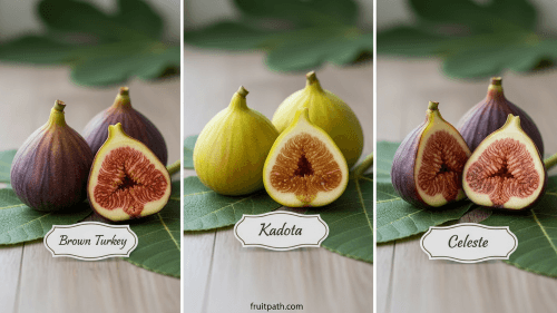Comparative display of three fig varieties in one image: Brown Turkey figs with brownish-purple skin and mild pink flesh; Kadota figs with green-yellow skin and amber honey-like flesh; Celeste figs, small with closed eye, purplish skin and very sweet berry-tinged pink flesh; shown whole and halved on a wooden background with natural lighting.