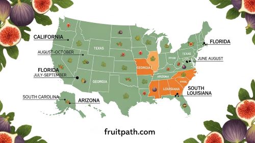 USA map infographic highlighting fig harvest months by state including California, Texas, Florida, Georgia, Arizona, South Carolina, and Louisiana.