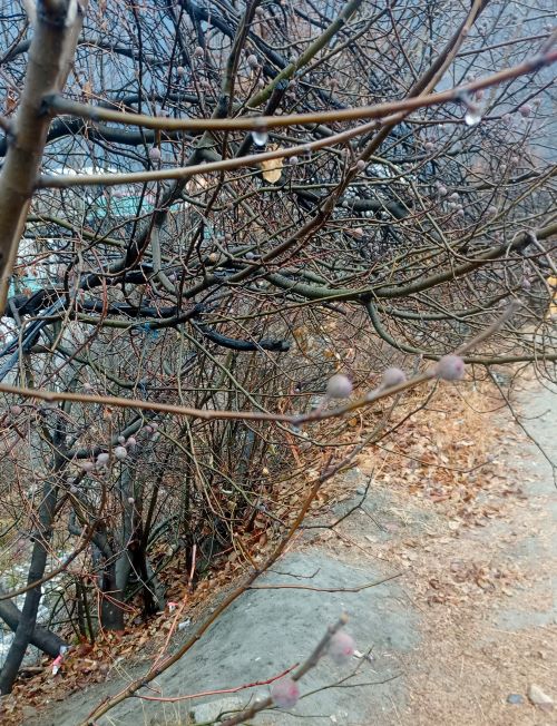 Fig in winter season some breba early figs are on the tree in winter season 