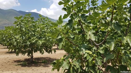 fig trees early spring in season in Pakistan northern province beautiful orchard of Figs fruits background blue sky and mountains 
