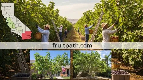 Fig orchard in California’s Central Valley with a map inset highlighting Fresno, Madera, and Merced counties, showing where most fresh figs in the USA are grown.