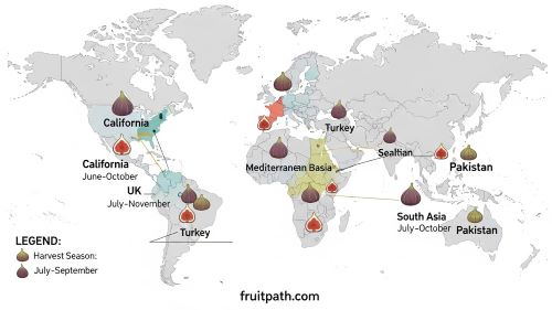World map infographic showing fig harvest months in the USA, Mediterranean, UK, and South Asia.