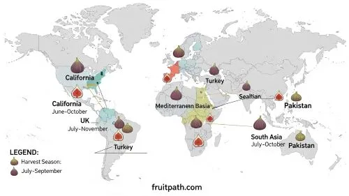 World map infographic showing fig harvest months in the USA, Mediterranean, UK, and South Asia.