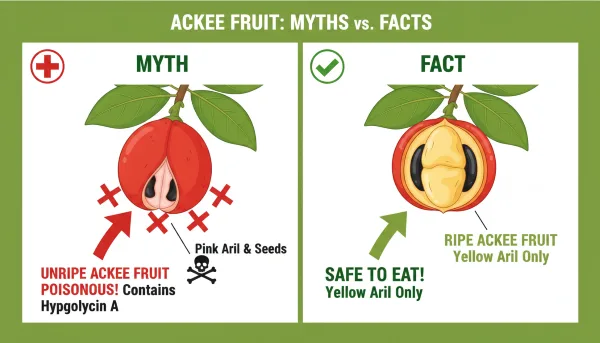 Ackee fruit myths and facts showing poisonous unripe ackee parts and safe ripe yellow arils