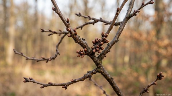 Cherry tree bud formation stage showing small buds developing on branches before winter.