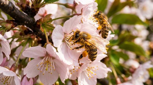 Bees pollinating cherry blossom flowers helping fruit development in cherry trees.
